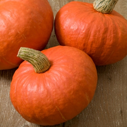 Picture of Winter Squash - Sunshine F1